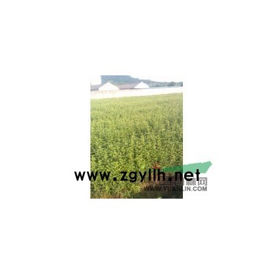 安徽合肥庐江大量供应：光皮木瓜苗，日本红枫小苗，鸡爪槭小苗，