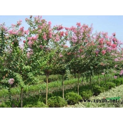 香樟、桂花、黄杨、红花继木、金叶女等乔灌木，苗木和花果苗种子