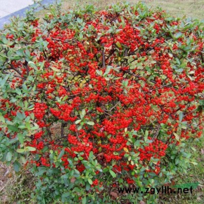 陕西安康香椿种子香椿籽香椿芽苗菜种子大量供货