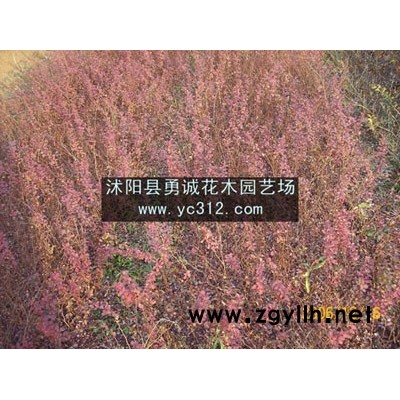 供应红叶小蘖、洒金柏、金叶女贞