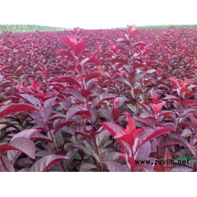 供应黄桅花 女叶女贞 红叶石楠 批发零售均可