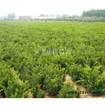 水杉是“活化石”树种，是秋叶观赏树种