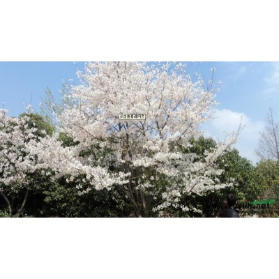 常年低价供应绿化苗，樱花、蜀桧、雪松、龙柏等