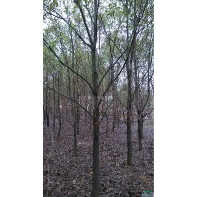 广东罗汉松价格