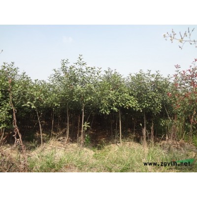 米径3公分的高杆红叶石楠