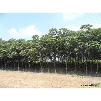 12公分左右成材青桐