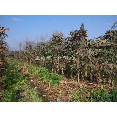 长期供应各种规格七叶树，七叶树种子