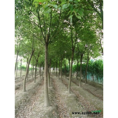 全冠香樟、无患子、紫薇、晚樱、金叶女贞球、红叶石楠球、水蜡球