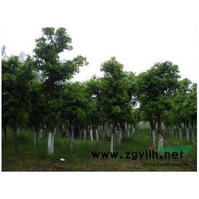2014湖南香樟树移栽香樟树骨架香樟树多杆香樟树香樟树报价