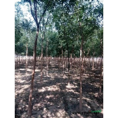 3公分3公分国槐价格