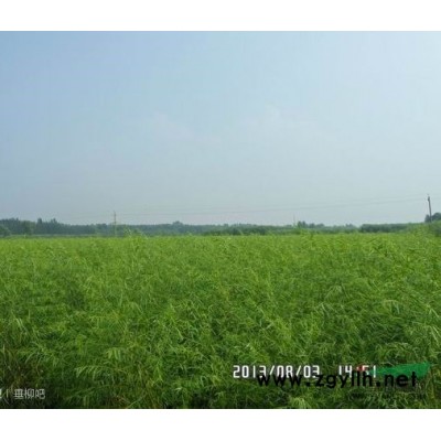 出售大量9901柳树苗