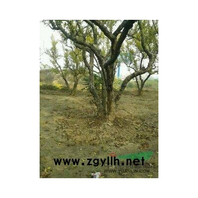 江苏地径18-22公分石榴树5信息