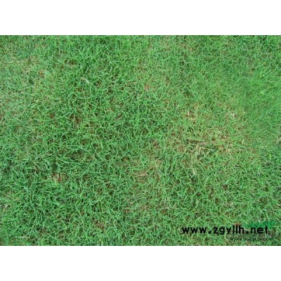 句容茅山三石草坪基地   朴树  沙朴、朴子树、