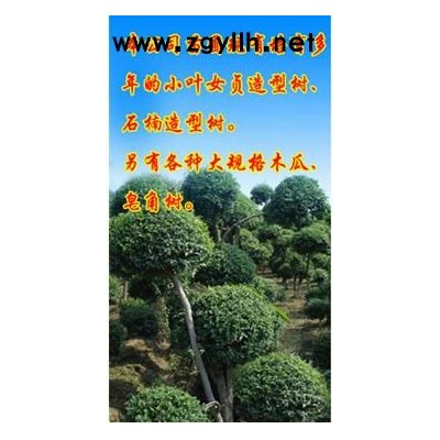 小叶女贞造型树