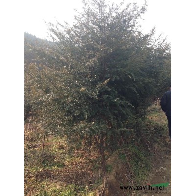 6年生曼地亚红豆杉出售