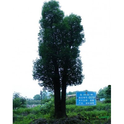 湖南桂花树_桂花树价格_桂花价格表_大桂花树