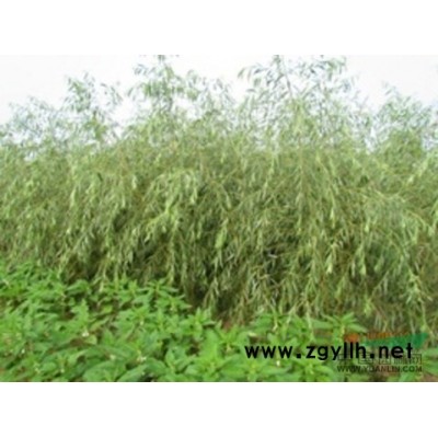 德州地区渤海一号速生垂柳当年米径4公分