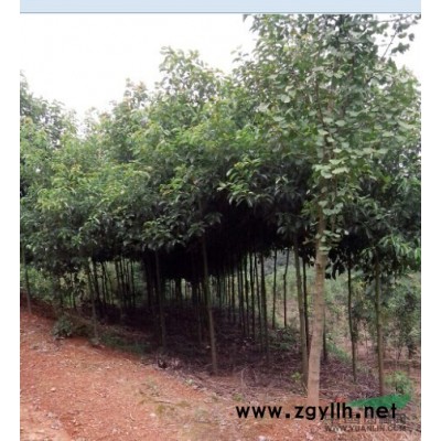 常德超低价绿色苗木