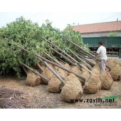 河北苗木河北栾树栾树价格栾树报价栾树规格绿化苗木栾树