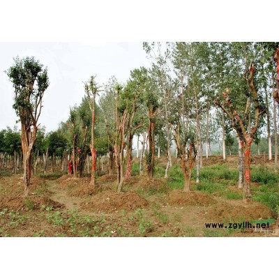 玉兰，南阳玉兰基地