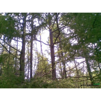 松树，杨树，柞树