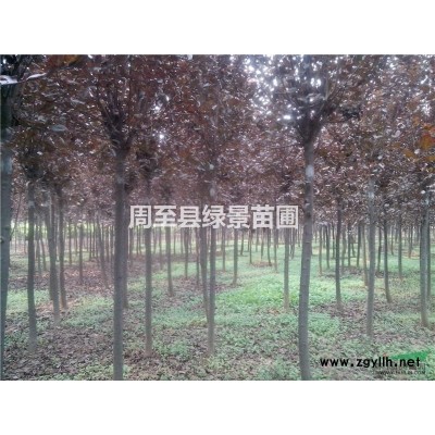 陕西西安绿化苗木（定植苗，优质红叶李规格*，信誉*）