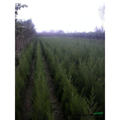 塔柏*新价格/塔柏报价