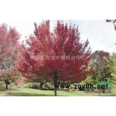 北美海棠：珠穆朗玛，高原之火，皇家雨点，亚当，丰盛，粉芽 等