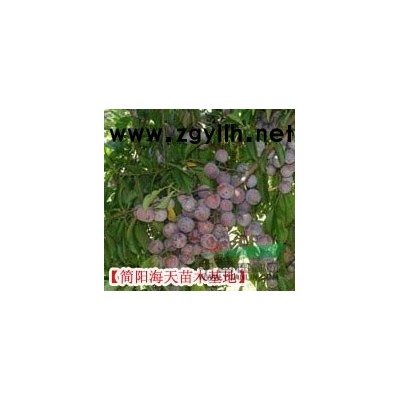 清香核桃苗海天优良核桃苗，清香薄壳核桃苗品质优