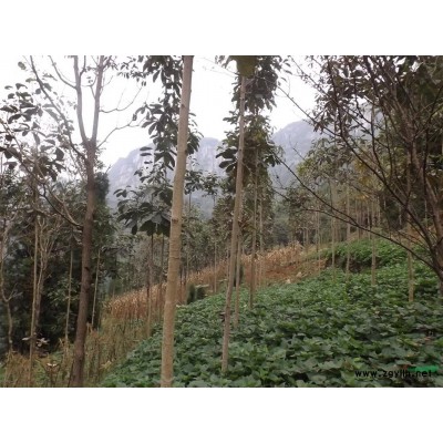 湖北恩施厚朴树供应