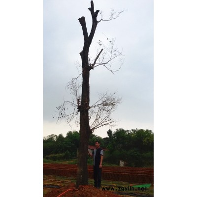 政府征地了，基地要搬迁，一批2.5-4尺围榆树、香樟优价待售