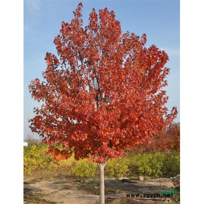 十月光辉、夕阳红、红点