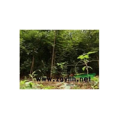 出售自己种植五角枫，3年生2-3公分2万棵，1.5公分3万棵