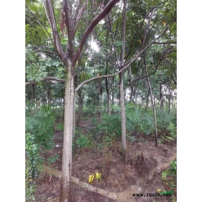 栾树女贞大量出售10／15公分