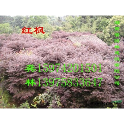 罗汉松，罗汉松古桩，造型罗汉松，湖南罗汉松