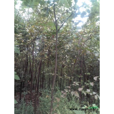 30000棵2--6公分榉树苗