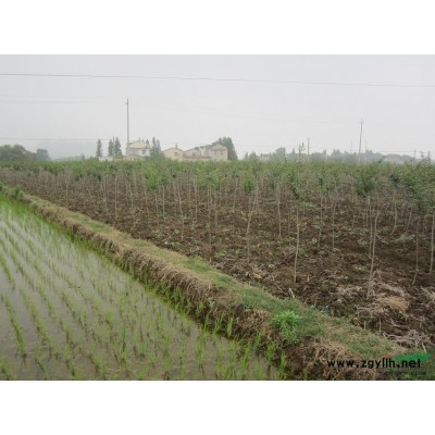 精品榉树、朴树、紫薇、鸡爪槭、红叶石楠等，低价出售