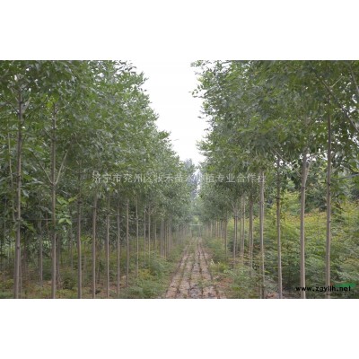 出售速生法桐、速生白蜡、速生国槐、北京栾金叶复叶戚、银姬小蜡