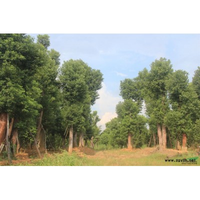 精品全冠!! 广东省韶关市大型规格苗木 香樟树