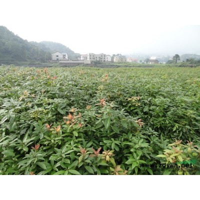 大量供应银杏树