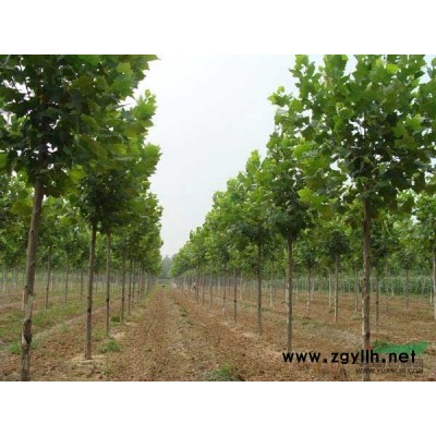 供应法桐 速生法桐 造型法桐 法桐小苗