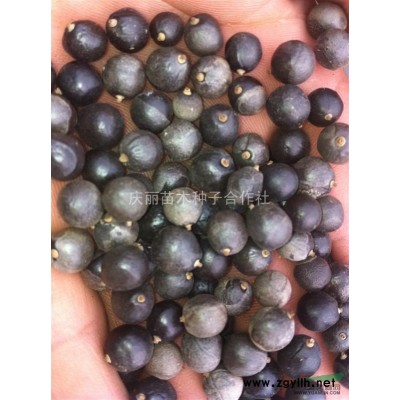 北栾种子批发北栾种子价格发芽率