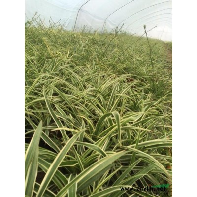 五角枫，榆叶梅，青皮柳