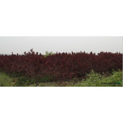 山东榆叶梅2信息