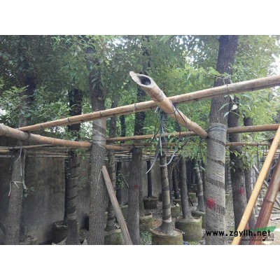 香樟兄弟价，有意者联系。