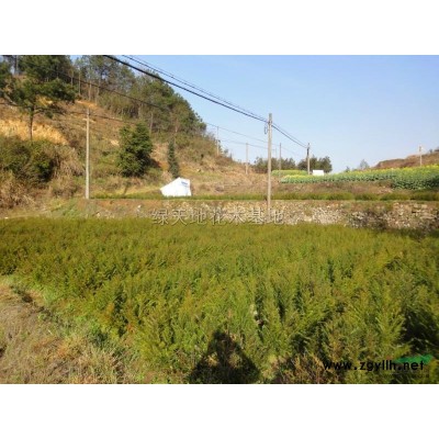 青枫(24)行情报价\青枫(24)图片展示