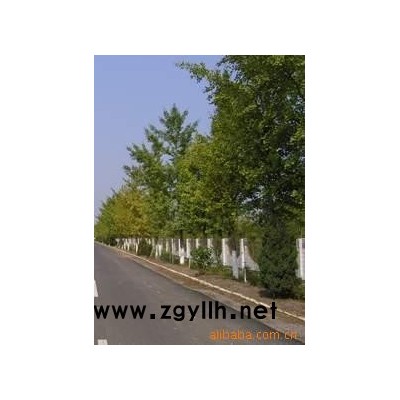 银杏绿化苗木