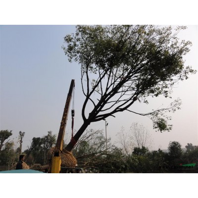 优质优价湖北精品全冠香樟，朴树，栾树，乌桕