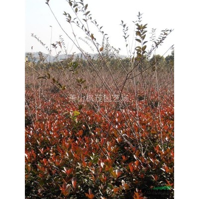 青珊瑚，法国冬青供应，青珊瑚价格，高110至170公分青珊瑚