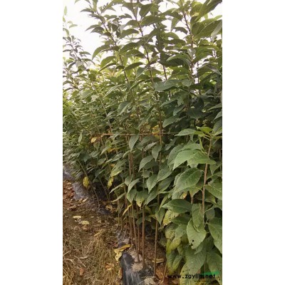 出售樱花2   2.5  3